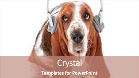  Presentation with basset hound - Cool new PPT theme with basset hound dog in headphones on white background backdrop and a coral colored foreground