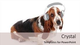  Presentation with basset hound - Cool new theme with basset hound dog in headphones backdrop and a  colored foreground