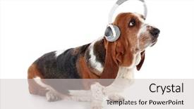  Presentation with basset hound - Amazing slide deck having basset hound dog in headphones backdrop and a  colored foreground
