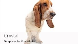  Presentation with basset hound - Slide deck having basset hound dog isolated on white background background and a white colored foreground