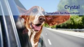  Presentation with basset hound - Slides enhanced with basset hound in a car background and a light blue colored foreground
