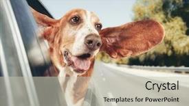  Presentation with basset hound - PPT theme having basset hound in a car background and a soft green colored foreground