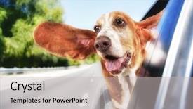 Presentation with basset hound - Presentation design having basset hound in a car background and a light gray colored foreground