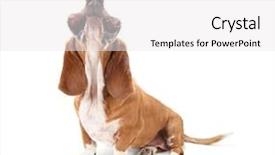  Presentation with basset hound - Colorful presentation theme enhanced with basset hound isolated on white with her mouth facing up backdrop and a white colored foreground