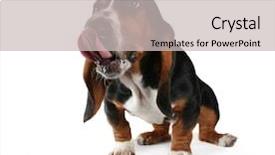  Presentation with basset hound - Audience pleasing slides consisting of basset hound licking his chops backdrop and a light gray colored foreground