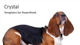  Presentation with basset hound - Slides with basset hound lying in front of white background - side view background and a white colored foreground