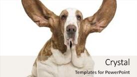  Presentation with basset hound - Cool new PPT theme with basset hound lying with ears up and looking at the camera isolated on white backdrop and a soft green colored foreground