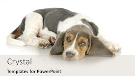  Presentation with basset hound - PPT layouts consisting of basset hound puppy laying down with reflection on white background background and a coral colored foreground