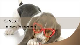  Presentation with basset hound - Presentation theme consisting of cheerful man with beaming smile showing thumbs up background and a tawny brown colored foreground