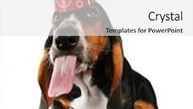  Presentation with basset hound - Slides having basset hound puppy on a white background background and a white colored foreground