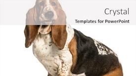  Presentation with basset hound - Slide deck featuring basset hound sitting against white background background and a white colored foreground