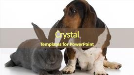  Presentation with basset hound - Cool new presentation design with basset hound sitting beside a giant flemish rabbit on white background backdrop and a tawny brown colored foreground