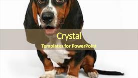  Presentation with basset hound - Beautiful slides featuring basset hound sitting on a white background backdrop and a tawny brown colored foreground