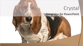  Presentation with basset hound - Presentation design featuring basset-hound-standing-against-white background and a light gray colored foreground