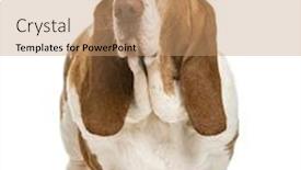  Presentation with basset hound - Beautiful slide deck featuring crystal - abstract polygonal space low poly backdrop and a black colored foreground