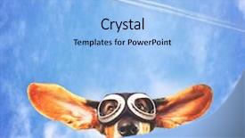  Presentation with basset hound - PPT theme featuring basset hound wearing pilot goggles background and a light blue colored foreground