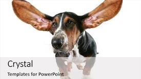  Presentation with basset hound - Presentation design with basset hound with big ears background and a light gray colored foreground