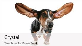  Presentation with basset hound - PPT layouts featuring basset hound with big ears background and a white colored foreground
