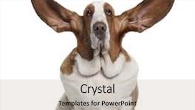  Presentation with basset hound - PPT layouts consisting of basset hound with ears up background and a soft green colored foreground