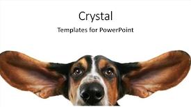  Presentation with basset hound - PPT layouts with basset hound with his ears background and a white colored foreground