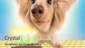  Presentation with flapping - Slide deck with hound with long flapping ears background and a coral colored foreground