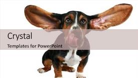  Presentation with basset hound - Audience pleasing PPT layouts consisting of basset hound with long flying backdrop and a mint green colored foreground