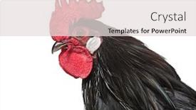  Presentation with bantam breed - Presentation design consisting of bantam chicken from belgium close background and a light gray colored foreground