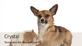  Presentation with guinea pig - Slide deck with bastard dog and guinea pig background and a coral colored foreground