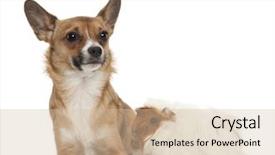  Presentation with guinea pig - PPT theme featuring bastard dog and guinea pig background and a soft green colored foreground