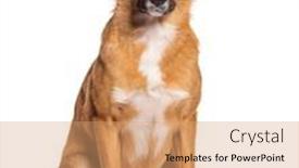  Presentation with cross - PPT theme featuring bastard-dog-malinois-cross background and a  colored foreground