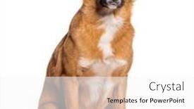  Presentation with cross - Presentation theme enhanced with bastard-dog-malinois-cross background and a  colored foreground