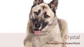  Presentation with husky - Theme with bastard-dog-malinois-cross background and a coral colored foreground