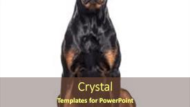  Presentation with boxer dog - Presentation theme featuring bastard-dog-rottweiler-cross background and a tawny brown colored foreground