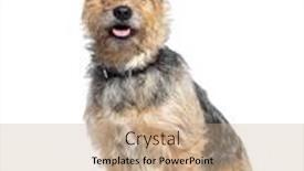  Presentation with dog - PPT theme with bastard-dog-sitting-and-panting background and a coral colored foreground