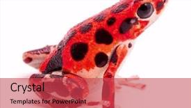  Presentation with tropical forest - PPT theme featuring bastimentos bocas del toro panama background and a red colored foreground