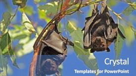  Presentation with national territory - Theme enhanced with bat - black flying-foxes pteropus alecto hanging background and a teal colored foreground