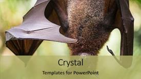  Presentation with fox - Presentation theme consisting of bat - large malayan flying fox close-up background and a yellow colored foreground