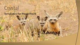  Presentation with fox - Beautiful theme featuring bat-eared-fox-otocyon-megalotis backdrop and a coral colored foreground