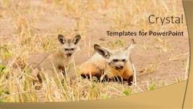  Presentation with fox - PPT layouts with bat-eared-fox-otocyon-megalotis background and a coral colored foreground