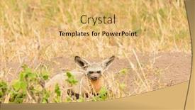  Presentation with fox - Slides having bat-eared-fox-otocyon-megalotis background and a yellow colored foreground