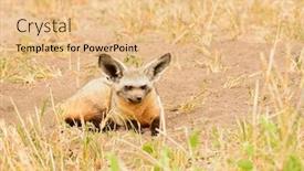  Presentation with fox - Slide deck having bat-eared-fox-otocyon-megalotis background and a coral colored foreground