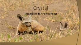  Presentation with fox - Cool new presentation theme with bat-eared-fox-otocyon-megalotis backdrop and a coral colored foreground