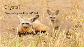  Presentation with fox - PPT theme enhanced with bat-eared-fox-otocyon-megalotis background and a coral colored foreground
