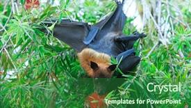  Presentation with branch - Colorful PPT theme enhanced with bat hanging on a tree backdrop and a forest green colored foreground