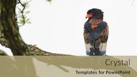  Presentation with eagle - Amazing PPT layouts having bateleur-eagle-terathopius-ecaudatus backdrop and a coral colored foreground