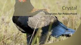  Presentation with serengeti africa - Cool new theme with bateleur-terathopius-ecaudatus-in-serengeti backdrop and a coral colored foreground