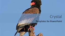  Presentation with south africa - Slides enhanced with bateleur-terathopius-ecaudatus-perched background and a light blue colored foreground