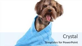  Presentation with dog bath - PPT theme featuring bath - funny little dog in towel background and a light blue colored foreground