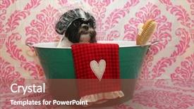  Presentation with dog bath - Colorful PPT layouts enhanced with bath a happy shih tzu backdrop and a tawny brown colored foreground
