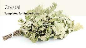  Presentation with oak - Beautiful theme featuring bath broom of oak isolated on white backdrop and a soft green colored foreground